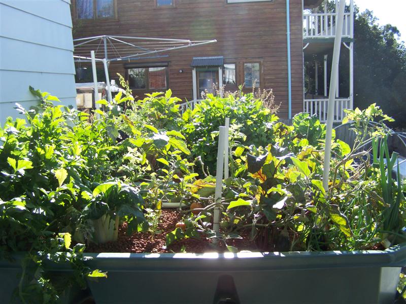 100_4729 (Medium).JPG