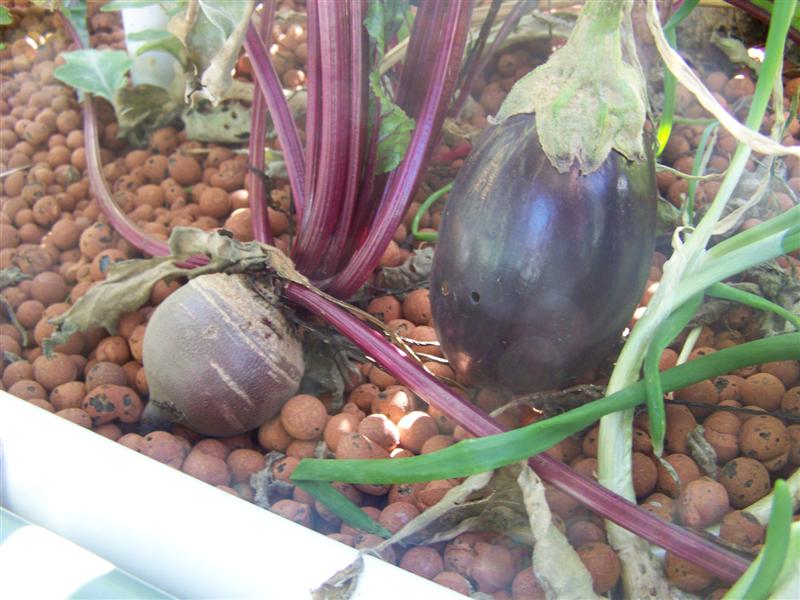 100_4737 (Medium).JPG