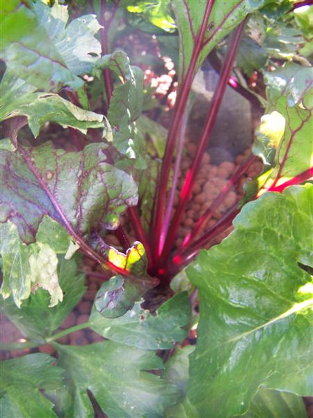 100_4738 (Medium).JPG