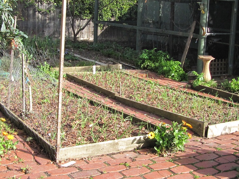 garlic beds June 2010.jpg