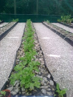 22 6 2010 32 days.JPG