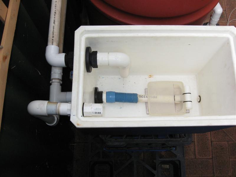 Flout in an esky (Medium).JPG