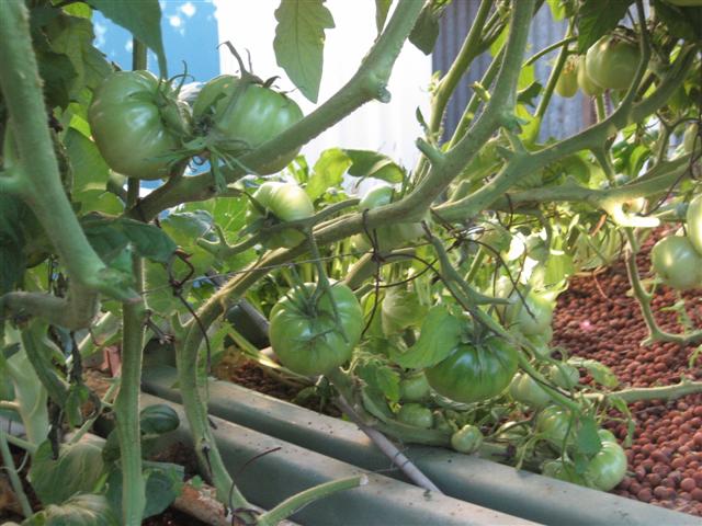 chilli's 010 (Small).jpg