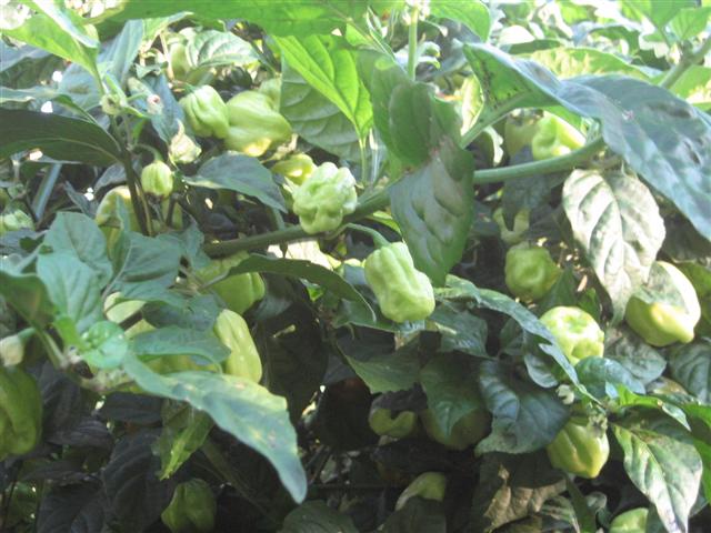 chilli's 012 (Small).jpg