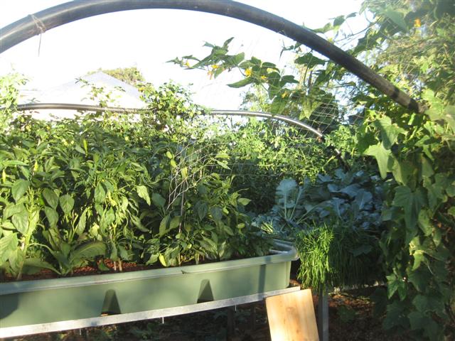 chilli's 014 (Small).jpg