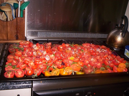 tomatoes ready for sauce 2010.jpg