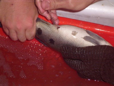 Taking egg sample.jpg