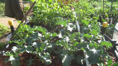 wood_oven_ap 003-400.jpg