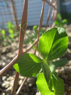 wood_oven_ap 009-400.jpg