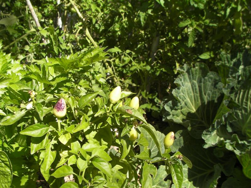 siphons 003 (Medium).jpg