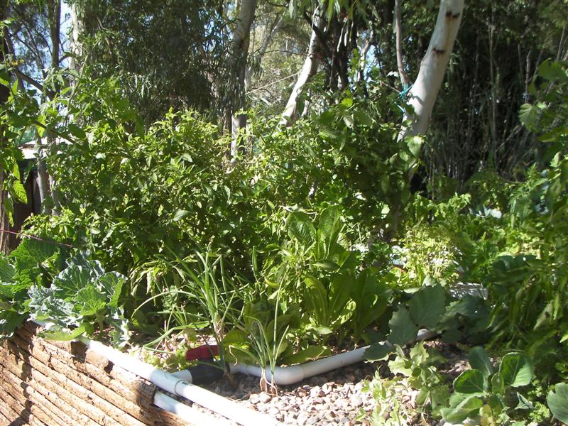 siphons 001 (Medium).jpg