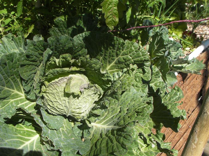 siphons 002 (Medium).jpg