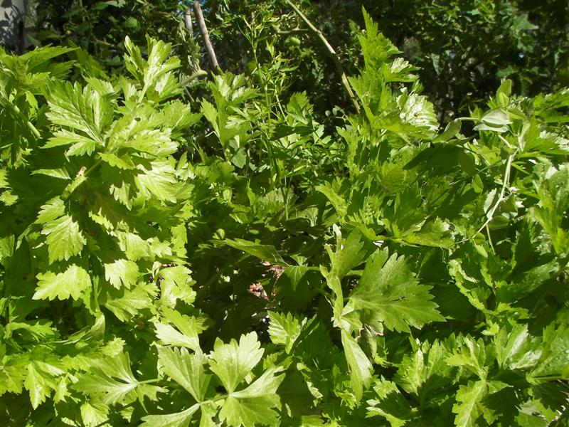 siphons 004 (Medium).jpg