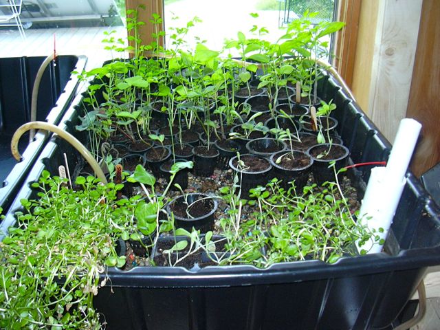 Seedlings.jpg