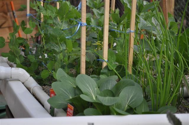 Bok Cho & Spring Onions_29.6.10 (Small).jpg