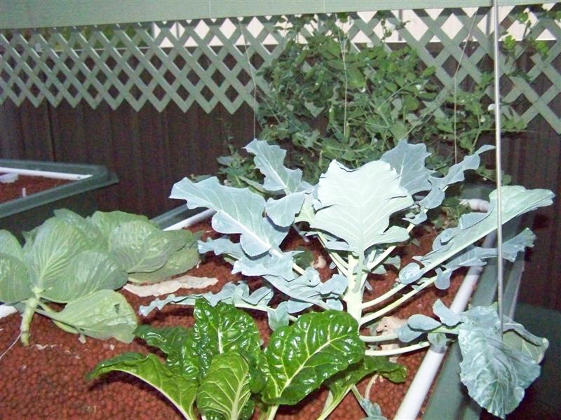 100_4787 (Medium).JPG