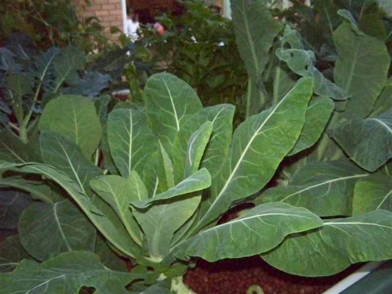 100_4788 (Medium).JPG