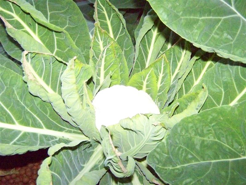 100_4789 (Medium).JPG