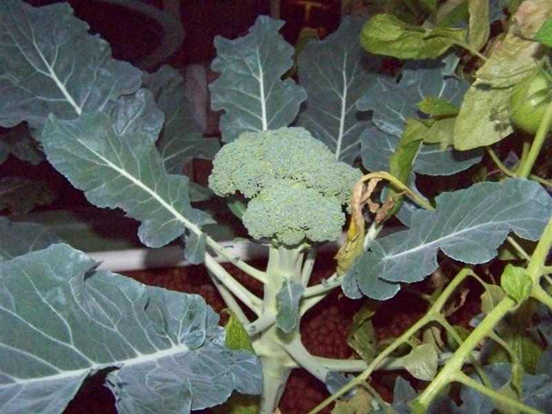 100_4790 (Medium).JPG