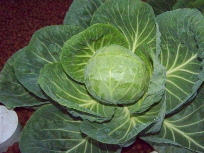 100_4791 (Medium).JPG