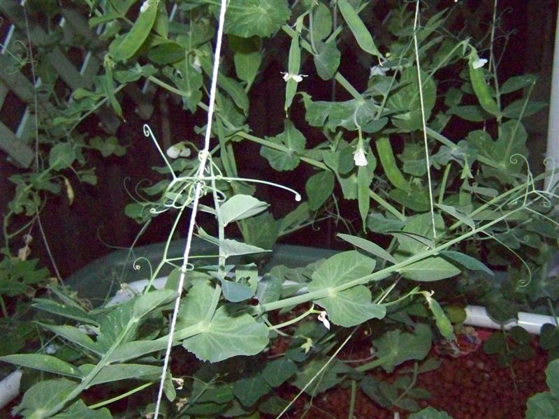 100_4792 (Medium).JPG