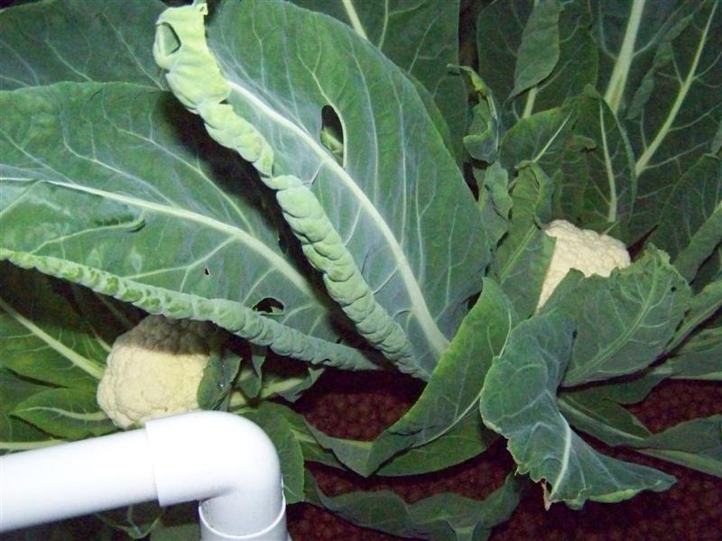 100_4793 (Medium).JPG