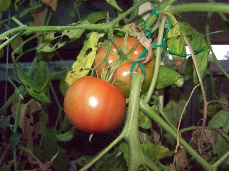 100_4794 (Medium).JPG