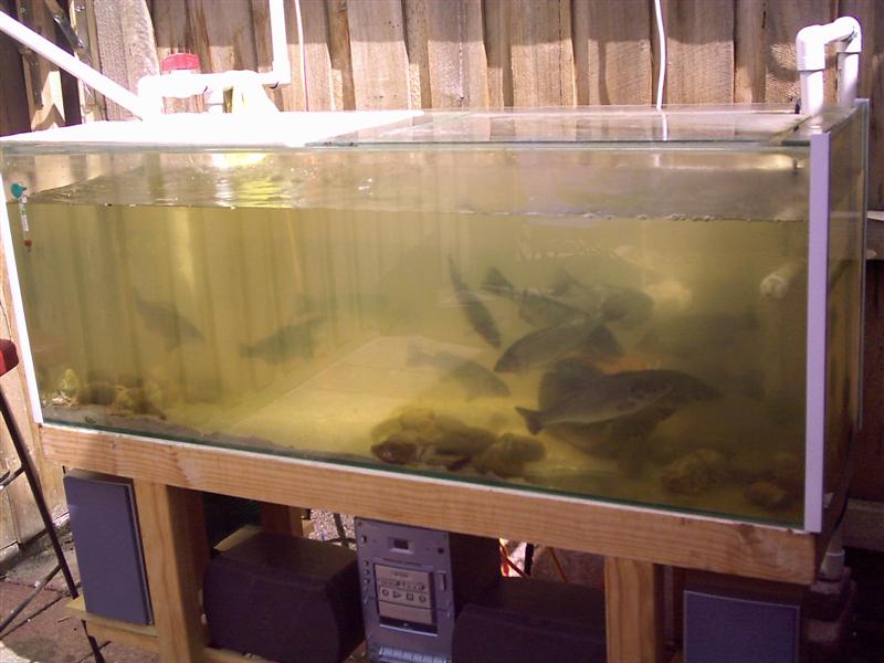 fist aqua pics 024 (Medium).jpg