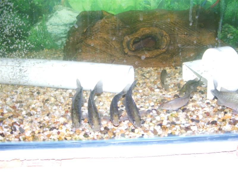 DSCF2385 (Medium).JPG