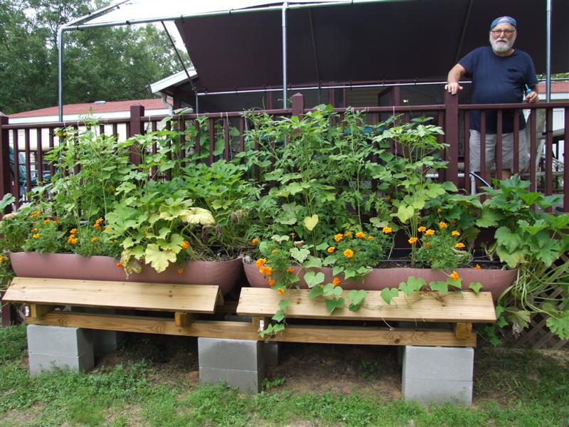 Wicking beeds surviving the heat (Medium).JPG