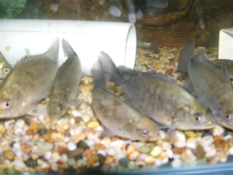 DSCF2370 (Medium).JPG