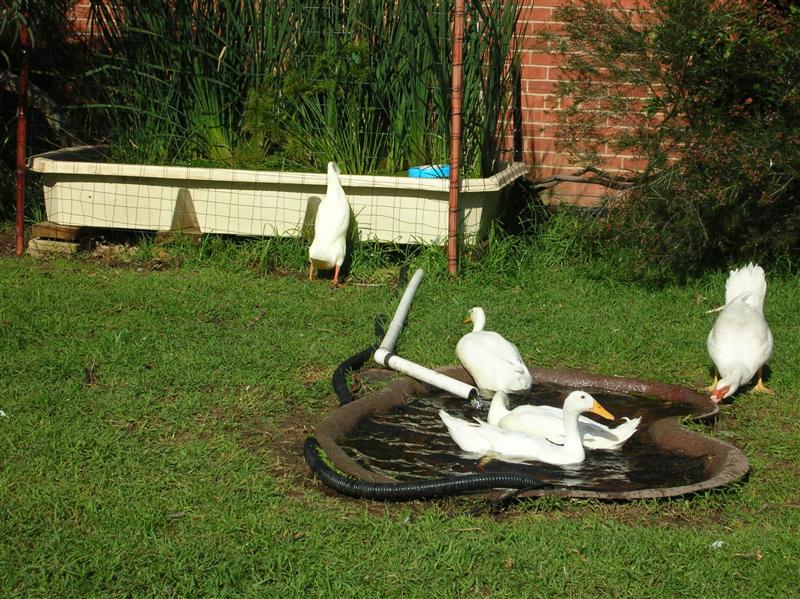 DSCN1720 (Medium).JPG