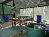 aquaponics now 2010 (4).JPG