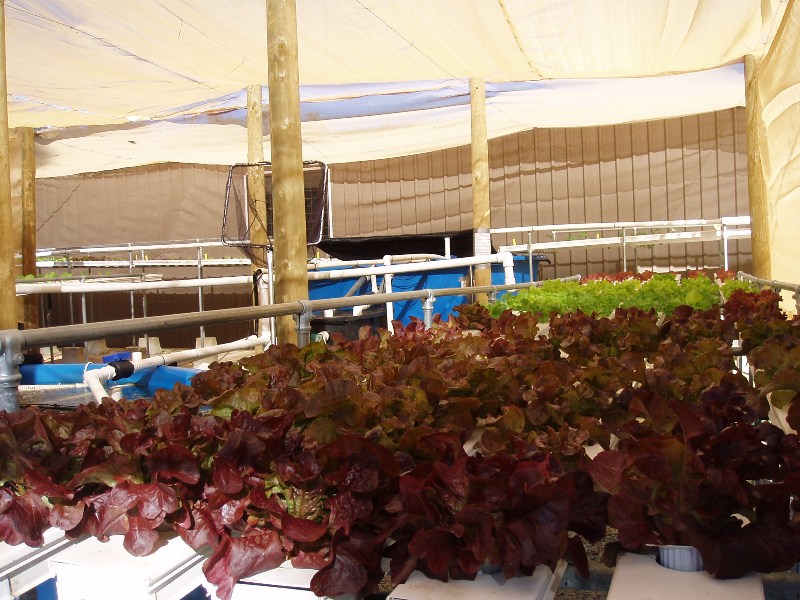 almost ready to harvest.JPG