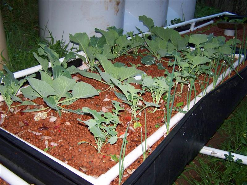 100_4826 (Medium).JPG