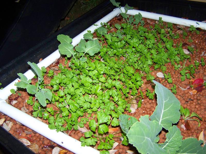 100_4831 (Medium).JPG