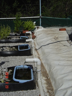 from dam split into 8 trays.JPG