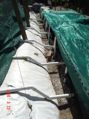 grow trays outlet into duckweed sump.JPG