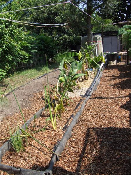 Long duck bed (Medium).JPG