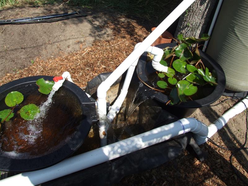 Pump pit and pond plants (Medium).JPG