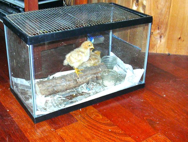 chicks at 2 weeks.jpg