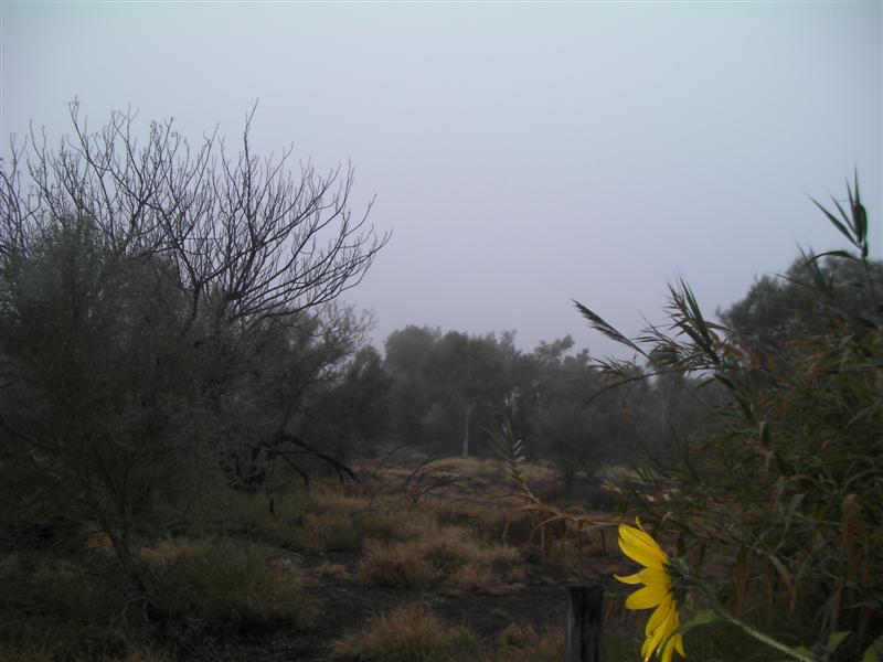 fog 003 (Medium).jpg