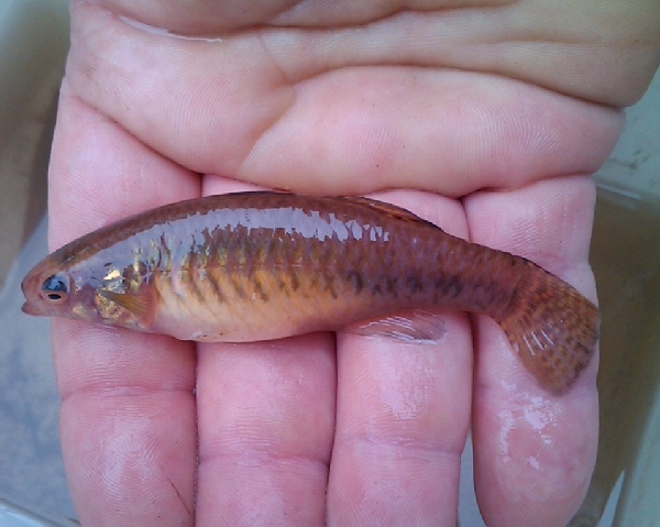 unknown fingerling.jpg