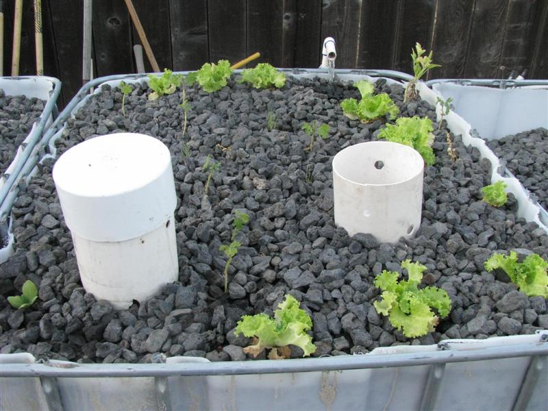 IMG_4251 (Medium).JPG