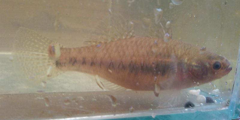unidentified fish 3.jpg