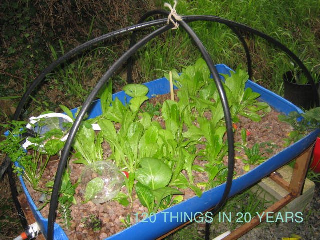 3 arc dome of poly tied at the top.JPG