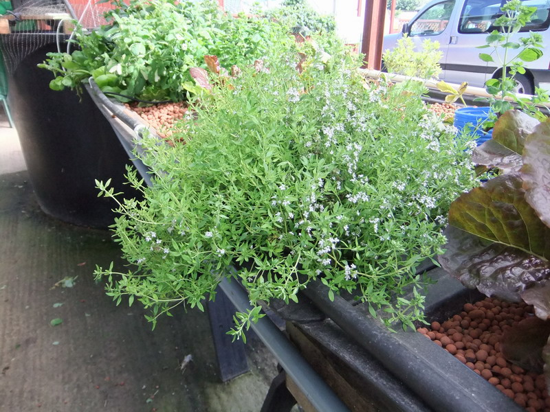 thyme.jpg