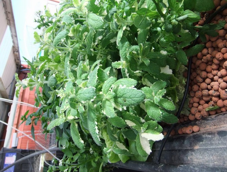 variegated pineapple mint.jpg