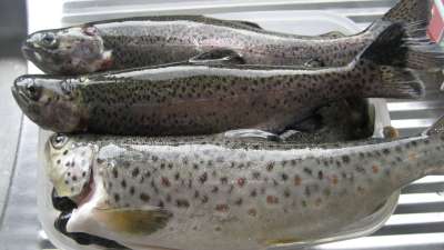 Pic 18th July 2010 118-400.jpg