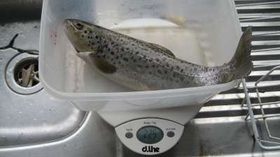 Pic 18th July 2010 108-400.jpg